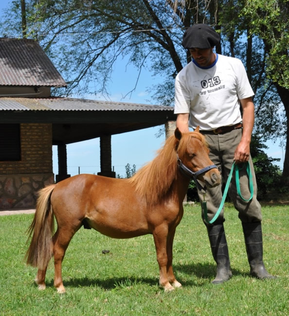 Falabella Horse